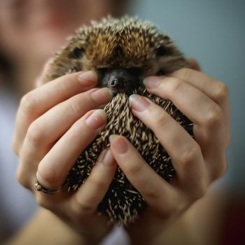 Domesticated hedgehog or African pygmy in hands