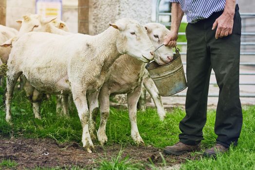 Did someone say lunchtime. a farmer feeding sheep on a farm.