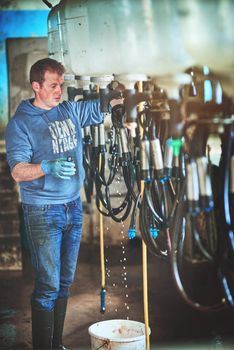 Milking it in the dairy business. a farmer preparing the cow milking equipment on a dairy farm.