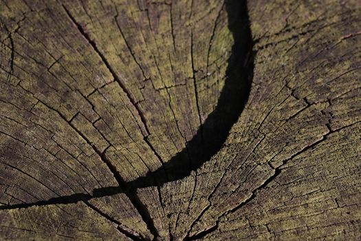 Close-up of a wooden tree trunk. A large crack in the wood.