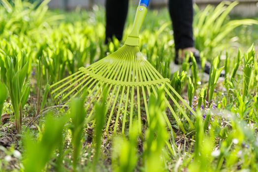 Spring cleaning in the garden, closeup rake cleaning green grass