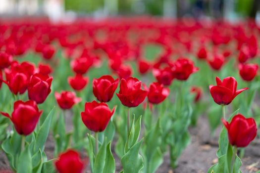 Red tulip flowers background outdoor