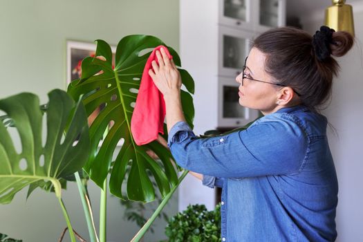 Woman takes care of potted plant at home, cleans wipes leaves of monstera