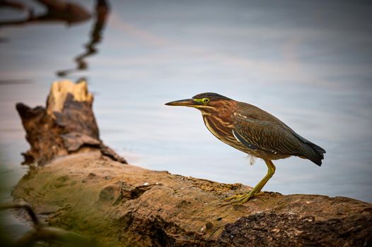 Green Heron (Butorides virescens) stand on submerged log at Lake Chatuge, NC.