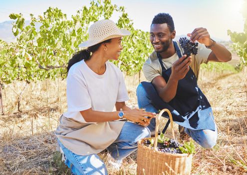Farm workers on wine farm picking fresh grapes off plant in vineyard together in summer. Farmers smile and check crops or produce to examine them in summer to harvest healthy fruit on field in nature