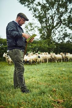 What is he weather for tomorrow. a focused young farmer standing with a digital tablet while a flock of sheep grazes in the background.