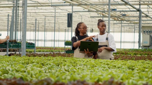 Two african american farm workers using laptop to manage online orders for fresh lettuce delivery to local stores