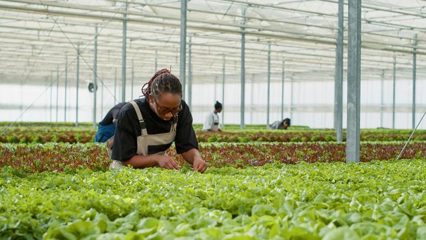 African american agricultural worker harvesting organic lettuce checking for pests in hydroponic enviroment