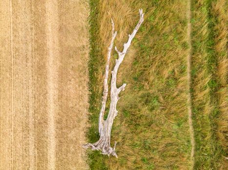 Aerial landscape view of dead fallen tree
