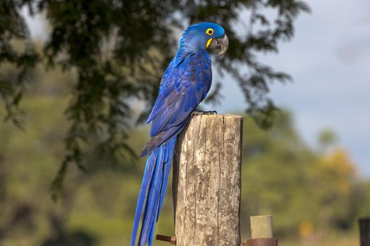 A Hyacinth Macaw, a vulnerable species, on a fencepost in Brazil.