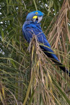 A hyacinth macaw preens its feathers in Brazil