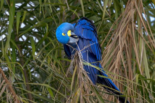 A hyacinth macaw preens its feathers in Brazil