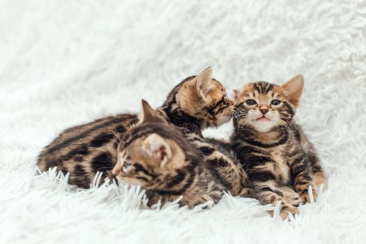 Three little bengal kittens on the white fury blanket