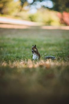 Grey Squirrel in the park