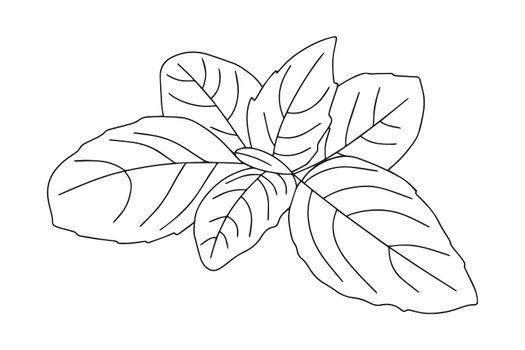 Basil leaf icon. Vector illustration of basil leaves isolated on white background.