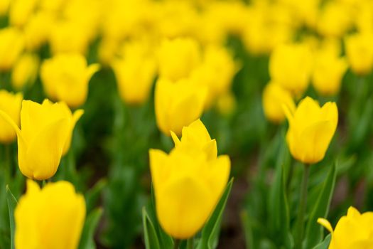 Yellow tulip flowers background outdoor
