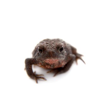 Common or European toad on white