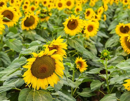 Yellow sunflower in an abundance plantation field in summer