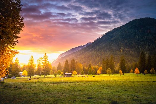 Cows grazing in Alps at autumn sunrise, Karwendel mountains in Innsbruck, Tyrol