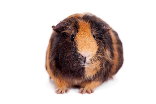 Guinea pig on a white