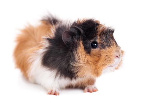 Guinea pig on a white