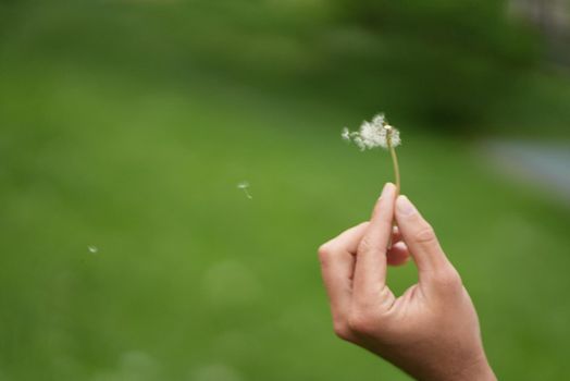 dandelion flower particles flying in the wind