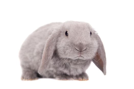 Grey lop-eared rabbit rex breed