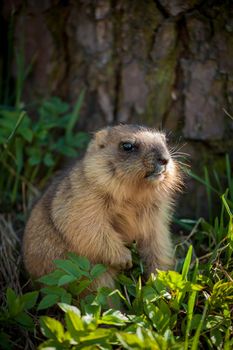 The bobak marmot cub on grass
