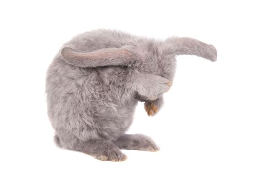 Grey lop-eared rabbit rex breed