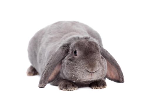 Grey lop-eared rabbit rex breed on white