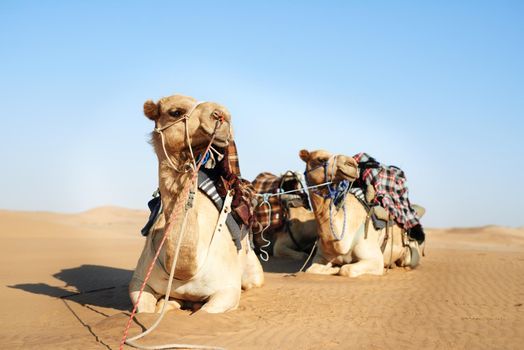 How those in the desert travel in style. a caravan of camels in the desert.