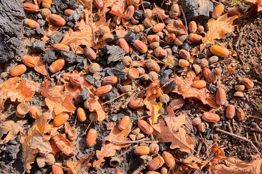 Acorns on the background of oak leaves lying on the ground