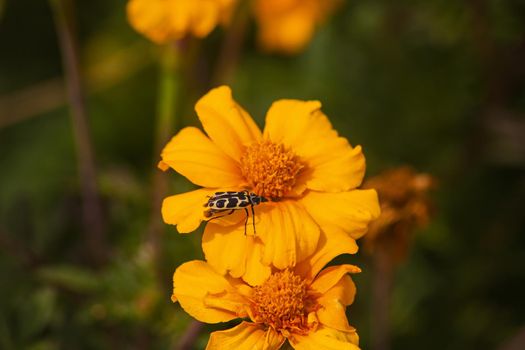 African Marigold with Spotted Maize Beetle 9335