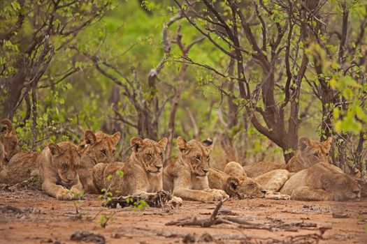 Resting young lions (Panthera leo) 15084