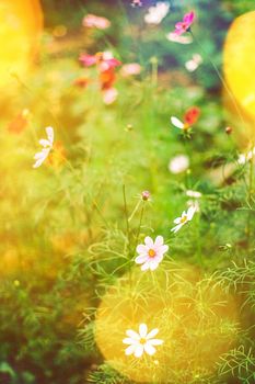 Daisy flowers in a dream garden in summertime