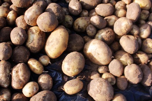 Fresh potato tubers harvested in the potato plantation.
