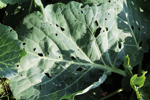 caterpillars of cabbage scooper butterflies gnawed holes in cabbage leaves.