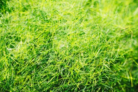 artificial bright green grass close-up. macro photography