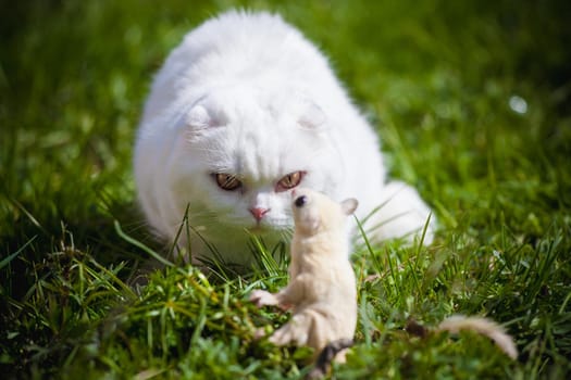 White Scottish Fold cat with white sugar glider on grass