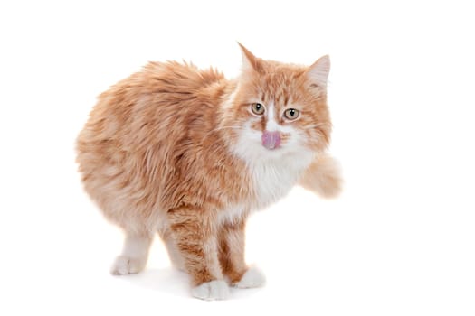 Ginger mixed breed cat on white