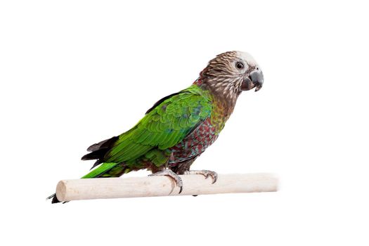 Hawk-headed Parrot, Deroptyus accipitrinus