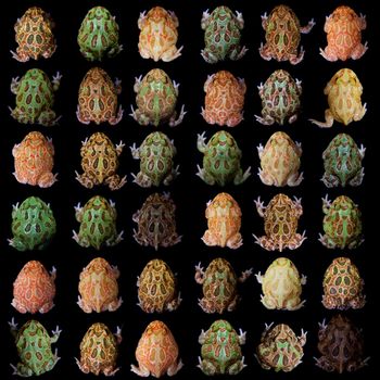The chachoan horned frogs set isolated on black