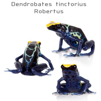 Robertus dyeing poison dart frog, Dendrobates tinctorius, on white