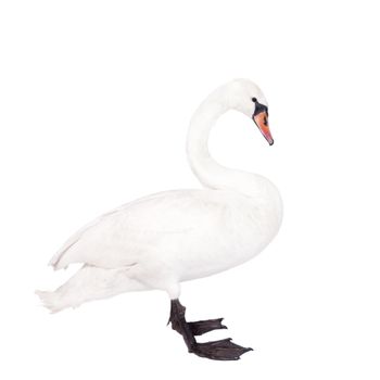 The mute swan, cygnus olor, on white