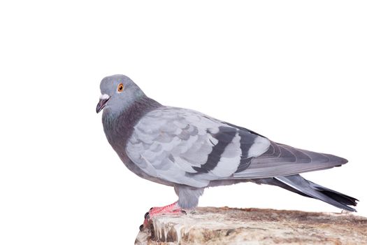 Rock Pigeon on white