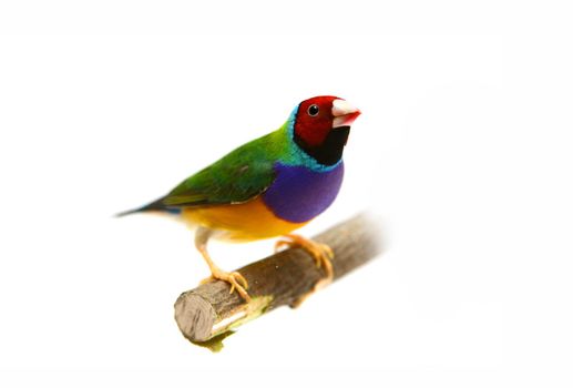 Gouldian Finch on white background