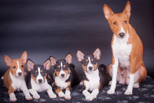 Little Basenji puppies with mother on black