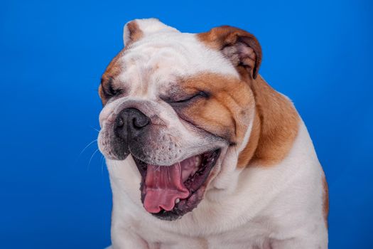English bulldog yawning
