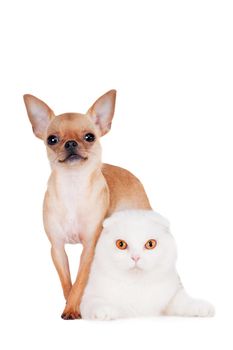 Scottish Fold cat with chihuahua on white
