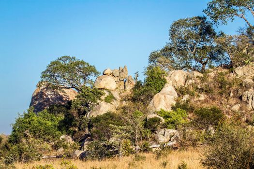 Boulders landscape in Kruger National park, South Africa